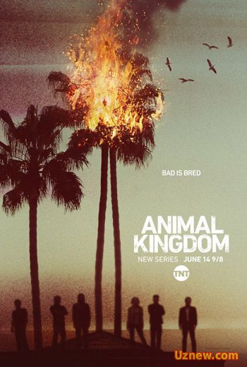 По волчьим законам / Animal Kingdom (2016)