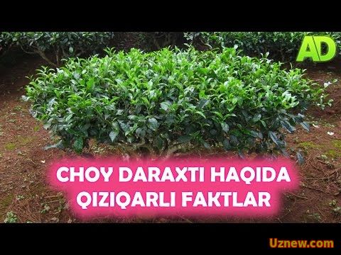 ЧОЙ ДАРАХТИ ХАКИДА БИЛАСИЗМИ? | CHOY DARAXTI HAQIDA QIZIQAQRLI FAKTLAR