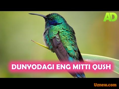 DUNYODAGI ENG MITTI QUSH | ДУНЁДАГИ ЭНГ МИТТИ КУШ