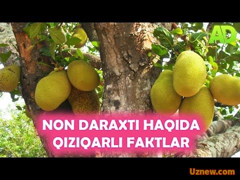 НОН ДАРАХТИ ХАКИДА КИЗИКАРЛИ | NON DARXTI HAQIDA QIZIQARLI FAKTLAR